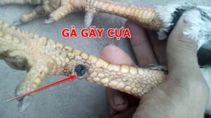 Cách chữa gà bị gãy cựa hiệu quả tại nhà không cần thú y