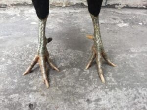 Cựa gà đá - Tìm hiểu về dụng cụ quan trọng nhất của gà chọi
