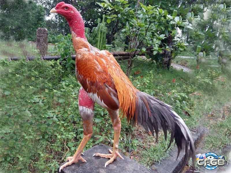 Anh em cần theo dõi sát biểu hiện của gà để kịp thời xử lý nếu có triệu chứng như bỏ ăn, thở gấp, nóng người hoặc lờ đờ