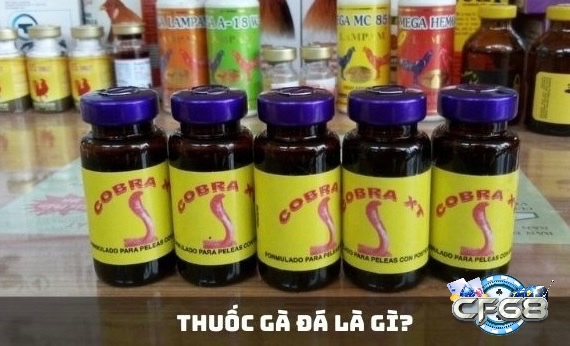 Thuốc gà đá hỗ trợ chiến kê nâng cao thể lực, tăng độ dẻo dai và duy trì trạng thái thi đấu ổn định