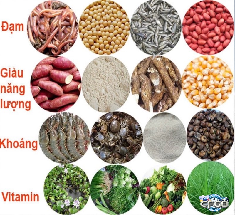 Ngoài việc sử dụng thuốc ra thì anh em cần kết hợp chế độ ăn dinh dưỡng đầy đủ chất cho gà của mình