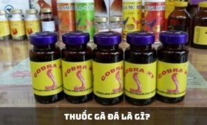 Thuốc gà đá là gì? Các loại thuốc gà đá tốt nhất 2025