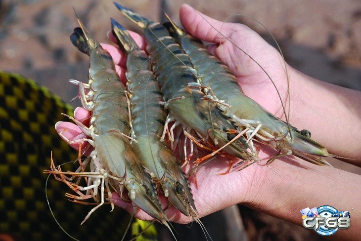 Giấc mơ thấy bắt tôm là dấu hiệu cho thấy bạn đang nắm bắt các cộng việc trong cuộc sống của mình