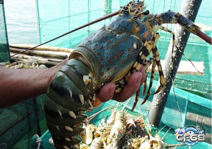 Mơ thấy tôm to là điềm báo về các cơ hội lớn trong cuộc sống của bạn