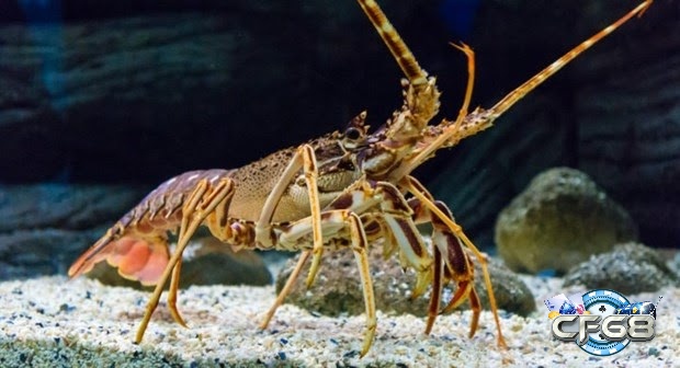 Giấc mơ thấy tôm đánh số gì mang lại cho bạn các con số liên quan để chơi mỗi ngày