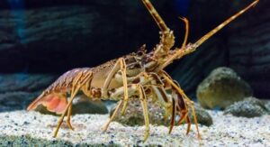 Mơ thấy tôm đánh số gì? Giải mã giấc mơ thấy tôm chuẩn nhất