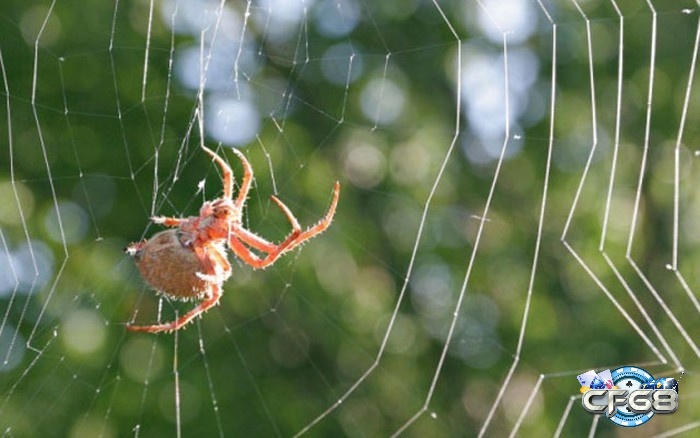 Giấc mơ thấy nhện thể hiện cho sự kiên trì và khéo léo trong cuộc sống của bạn