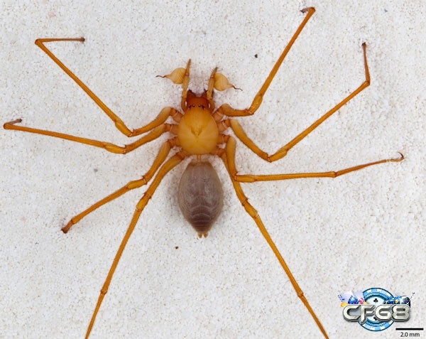 Giấc mơ thấy nhện vàng là điềm báo tích cực về tài lộc và sự thinh vượng của bạn