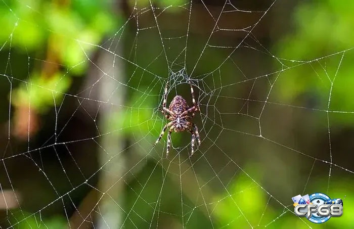 Giấc mơ thấy nhện đang giăng tơ là điềm báo tốt tượng trưng cho sự kiên trì và kế hoạch đang dần đi vào ổn định