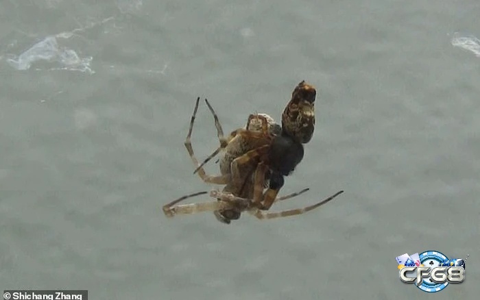 Giấc mơ thấy mình giết nhện thể hiện bạn đang cố gắng loại bỏ những tiêu cực và khó khăn trong cuộc sống của mình