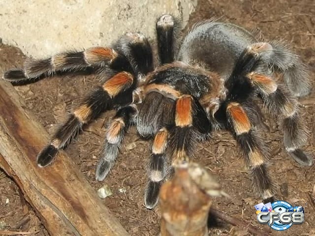 Giải mã giấc mơ thấy nhện đánh con gì mang đến cho bạn nhiều con số may mắn mỗi ngày