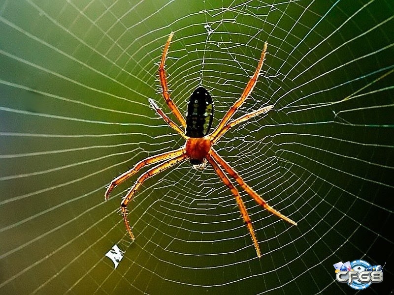 Giải mã giấc mơ thấy nhện đánh con gì và các điềm báo liên quan